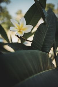 Close-up of frangipani on plant