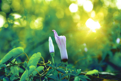 Close-up of purple flowering plant on field