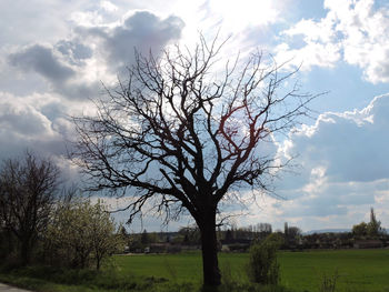 Bare tree on field against sky