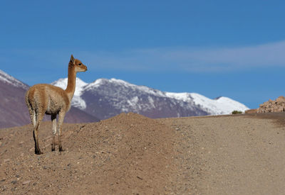 Young guanaco by gravel road against blue sky