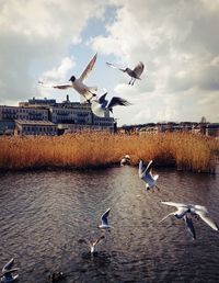 Seagulls flying over sea