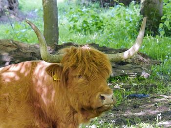 Highland cow in a field