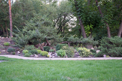 View of trees on field