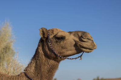 Close-up of a horse against clear sky