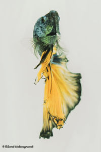 Close-up of yellow flower against white background