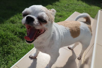 Close-up of a dog