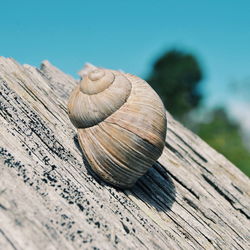 Close-up of snail on wood