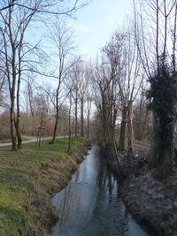 River amidst bare trees in forest