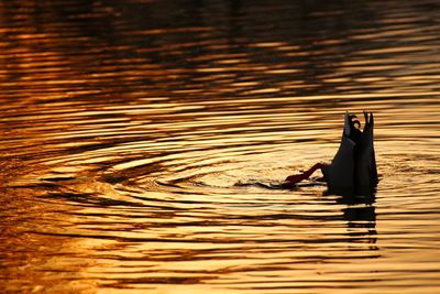 Duck diving into lake during sunset