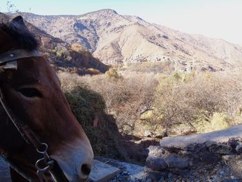 View of a horse on mountain