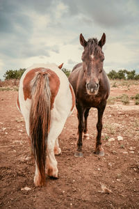 Horses standing on field