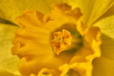 Close-up of yellow flowering plant