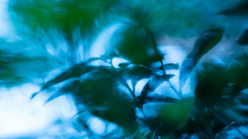 Close-up of plants against sea