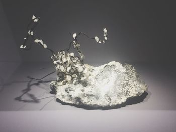 Close-up of butterfly on flower