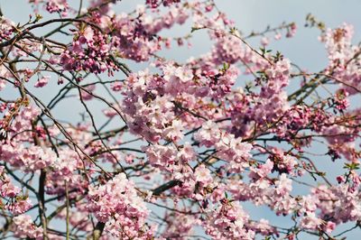 Low angle view of cherry blossom tree