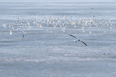 Flock of seagulls flying over sea