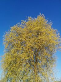 Low angle view of trees against clear blue sky