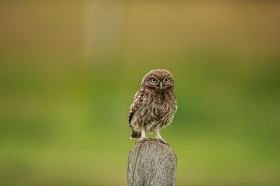 Close-up of eagle perching on wooden post