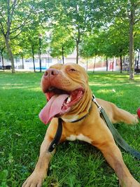 Dog on grassy field