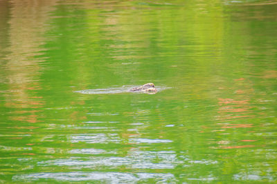 Duck swimming in a lake