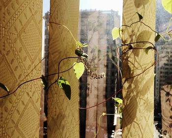 Close-up of lizard on tree