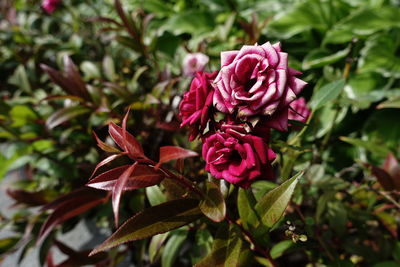 Close-up of pink rose blooming outdoors