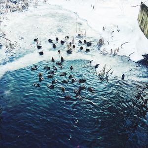 Swans swimming in lake during winter