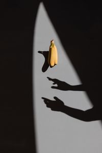 Close-up of shadow an bananas