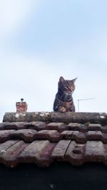 Low angle view of cat