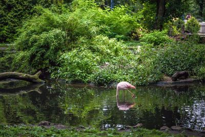 View of a bird in a lake