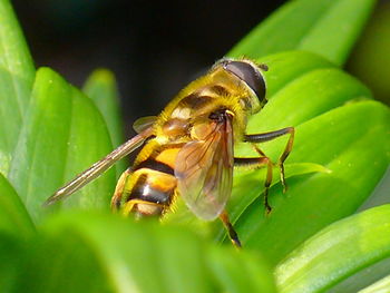 Close-up of bee pollinating on leaf