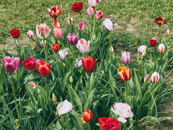 Close-up of red tulips in field
