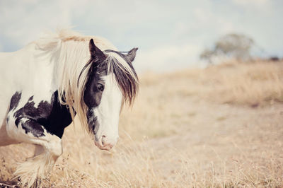 Close-up of horse on field