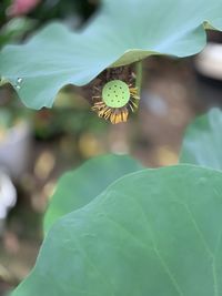 Close-up of lotus water drop on leaf