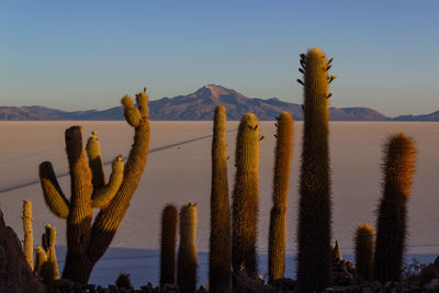 Panoramic view of fresh cactus plants against sky