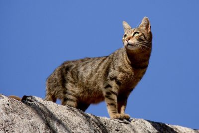 Low angle view of cat against clear blue sky