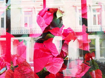 Close-up of pink flowers