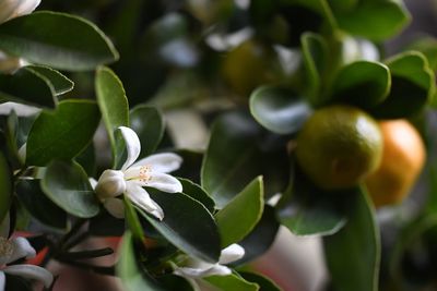 Close-up of an orange tree with blossoms and little oranges