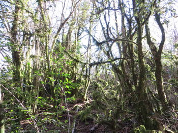 Scenic view of forest