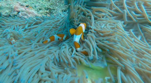 Close-up of fish swimming in sea