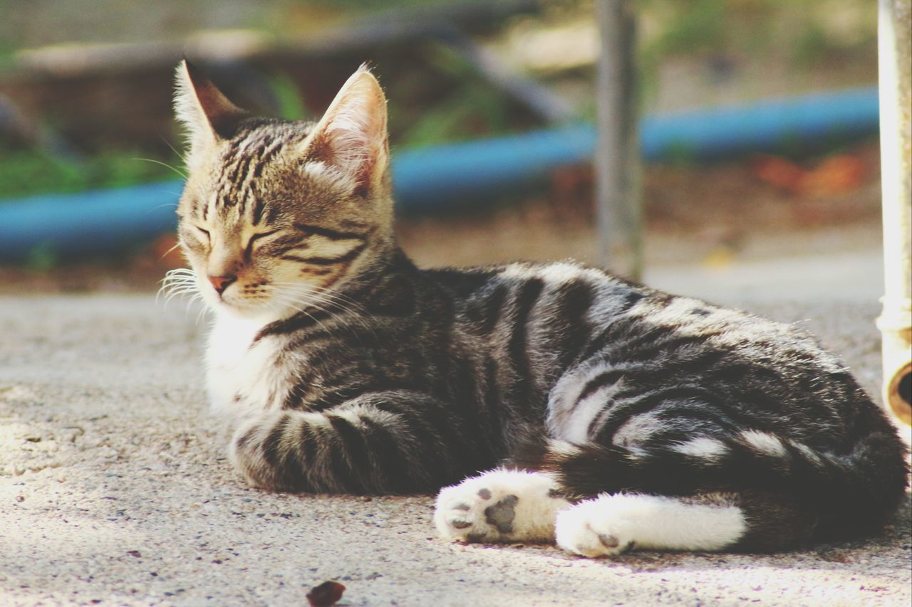 39++ Suesse baby katzen bilder , Süße BabyKatzen Bilder und Fotos bei EyeEm kaufen EyeEm