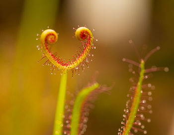 Close-up of wet plant