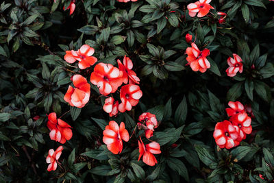 High angle view of red flowering plants