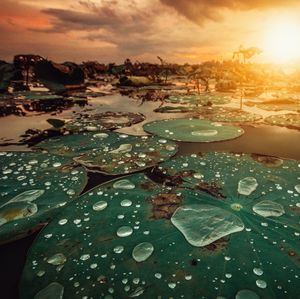 Water drops on leaves floating on lake against sky during sunset