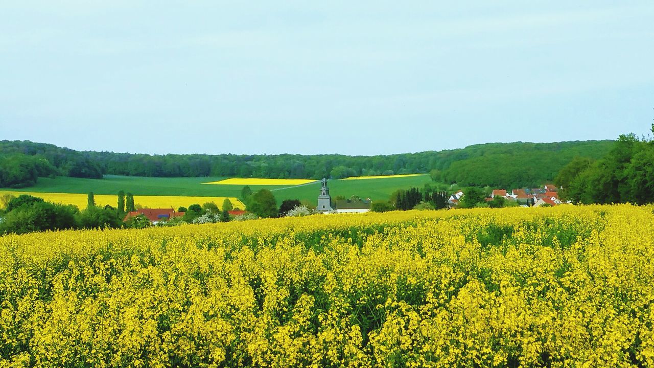 field, landscape, beauty in nature, plant, land, flower, growth, agriculture, rural scene, yellow, scenics - nature, flowering plant, sky, tranquil scene, farm, environment, oilseed rape, tranquility, nature, crop, no people, outdoors, springtime