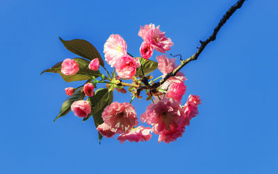 Low angle view of pink flowers against clear sky