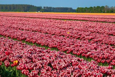 View of red tulips in field