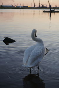 Swans in lake