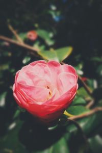 Close-up of pink rose