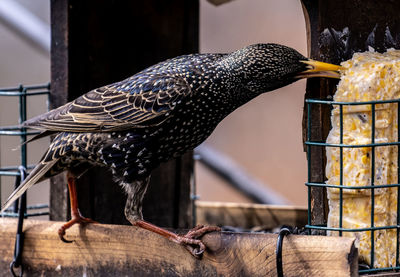 Close-up of bird perching on wood